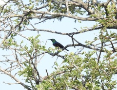 Cinnyris bifasciatus