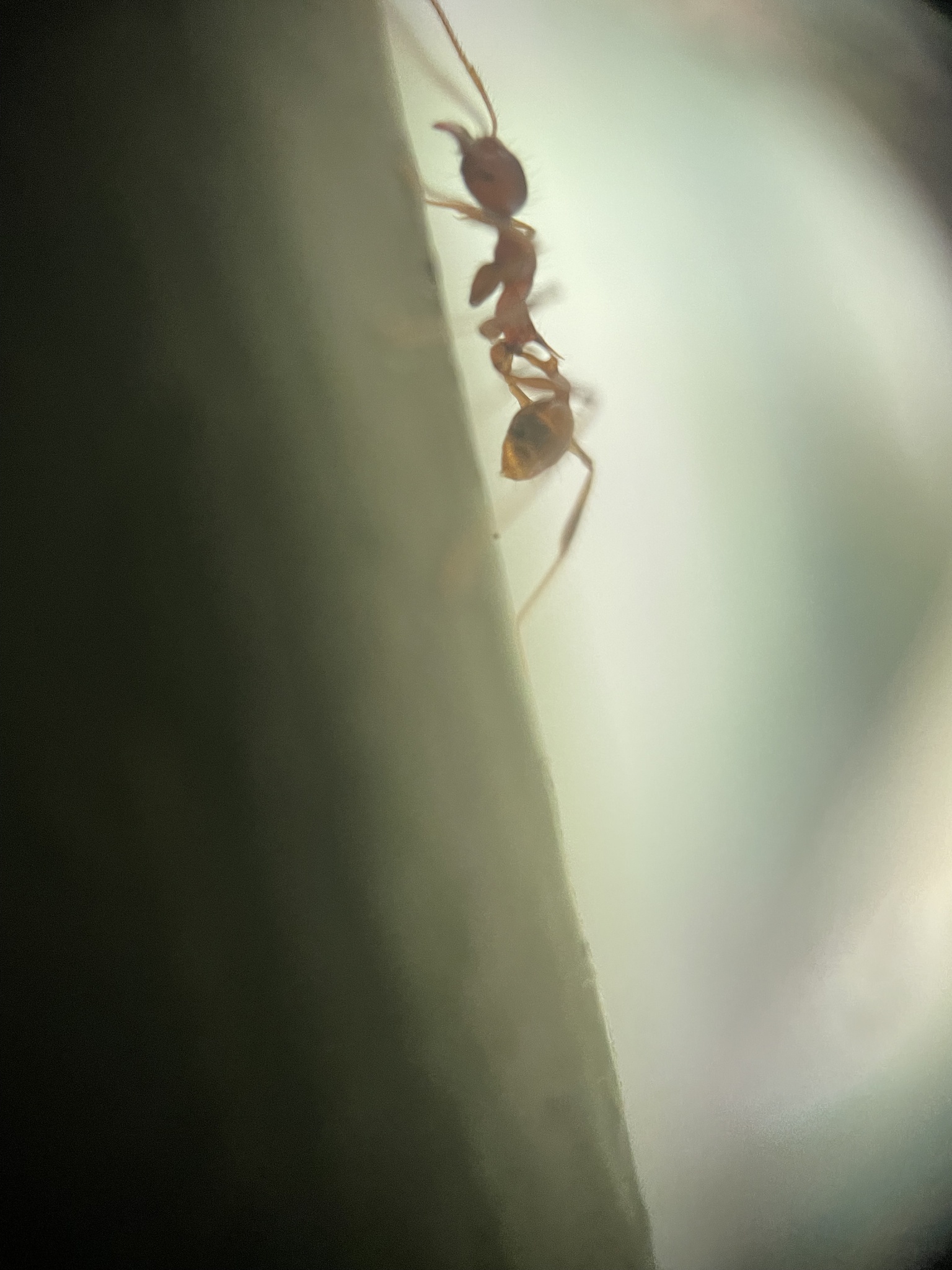 Pheidole ursus
