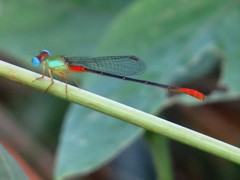 Ceriagrion cerinorubellum