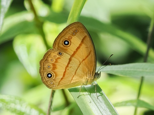 Mycalesis marginata