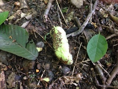 Magnolia acuminata