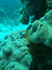 Pseudopterogorgia