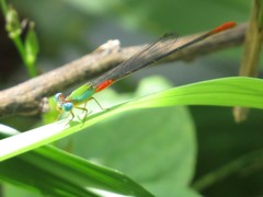 Ceriagrion cerinorubellum