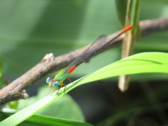 Ceriagrion cerinorubellum