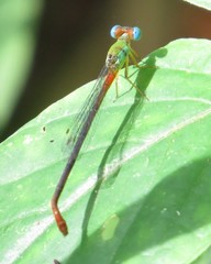 Ceriagrion cerinorubellum