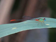 Ceriagrion cerinorubellum