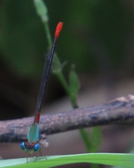 Ceriagrion cerinorubellum