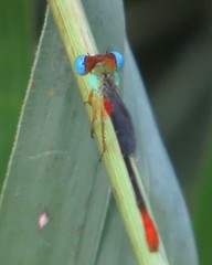 Ceriagrion cerinorubellum