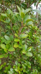 Syzygium elliptifolium