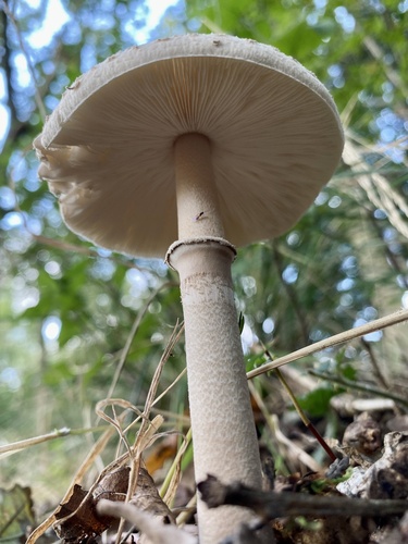 Slender Parasol