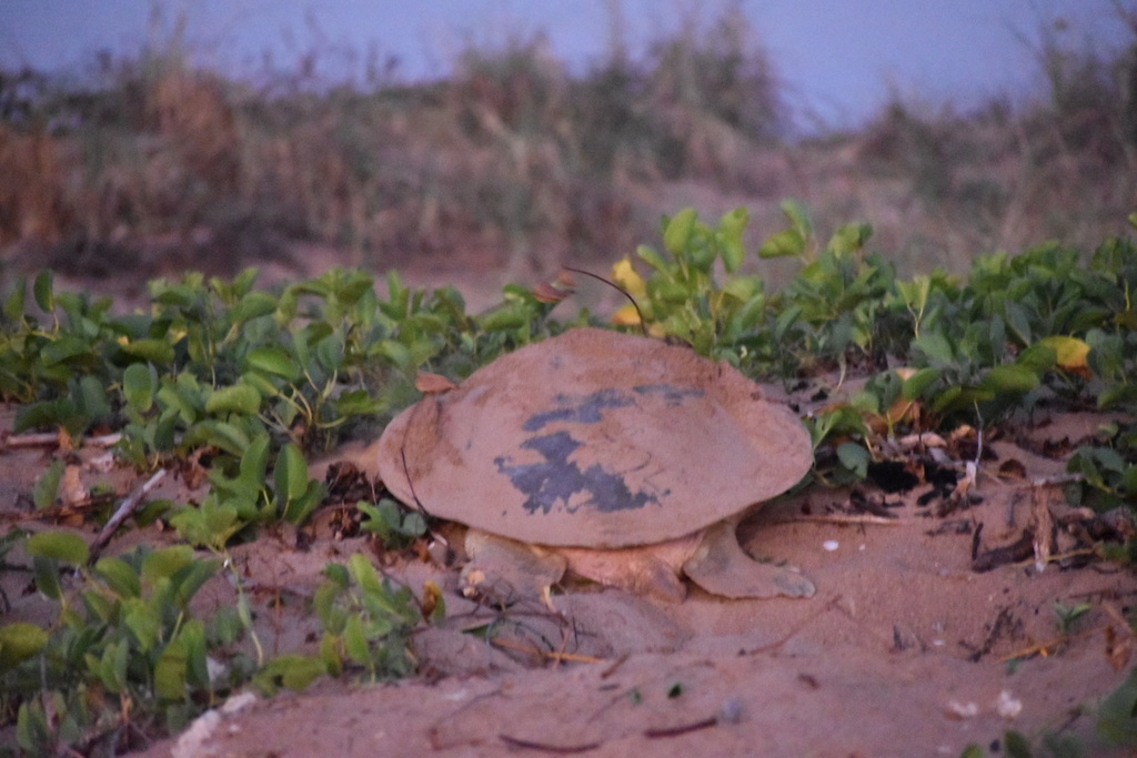 Flatback turtle nesting among dune vegetation