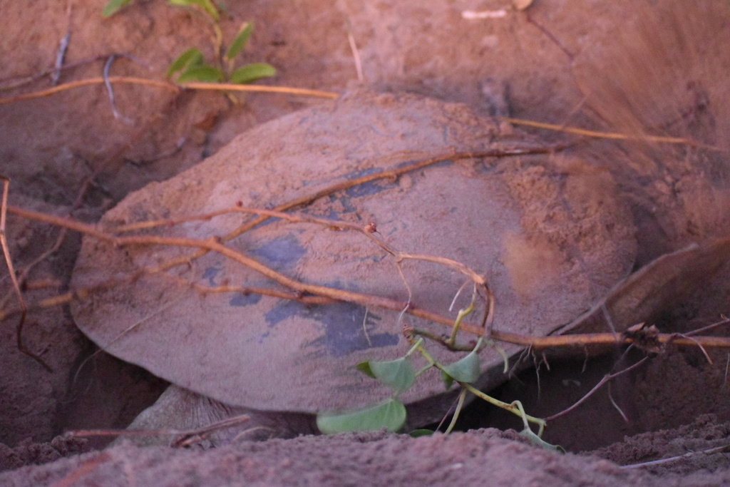 Close view of a nesting flatback turtle