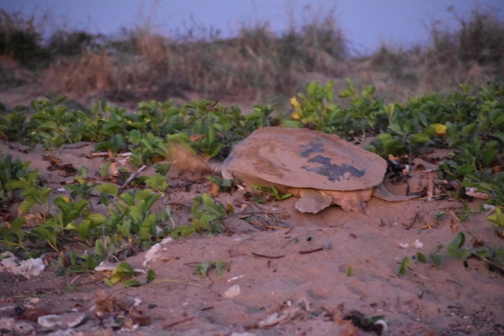 Flatback turtle nesting in dune vegetation