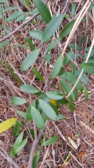 Anodendron