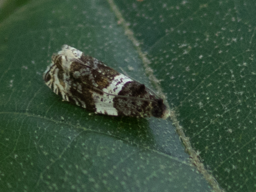 Banded Olethreutes Moth photo 4