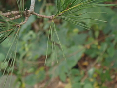 Pinus morrisonicola