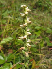 Spiranthes casei