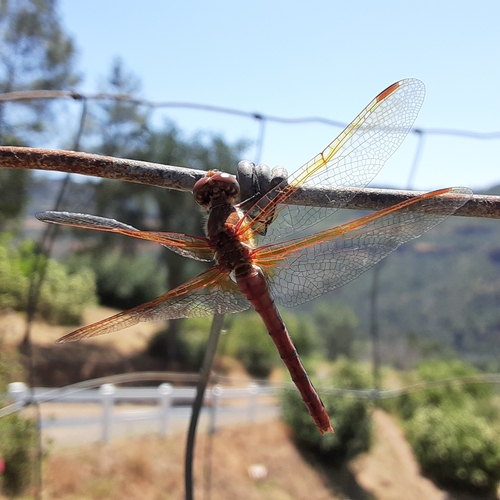 Red-veined Meadowhawk photo 3
