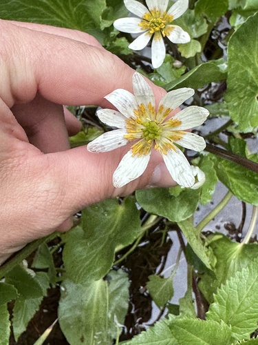 white marsh marigold