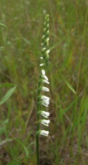 Spiranthes lacera lacera