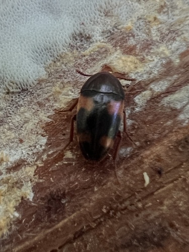 Holostrophus bifasciatus photo 4