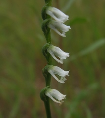 Spiranthes lacera lacera