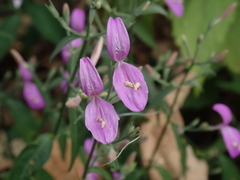 Hypoestes cumingiana