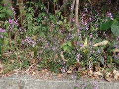 Hypoestes cumingiana