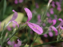 Hypoestes cumingiana