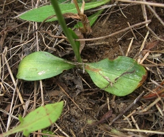 Spiranthes lacera lacera