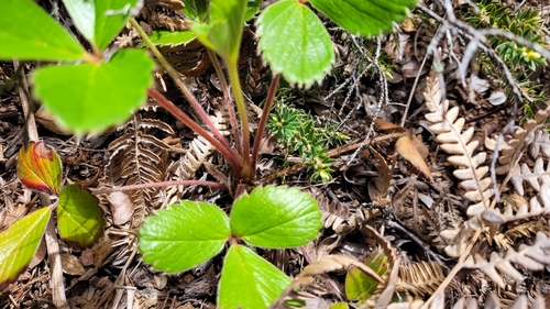 Fragaria chiloensis observed 2023-07-05