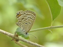 Lepidochrysops plebeia