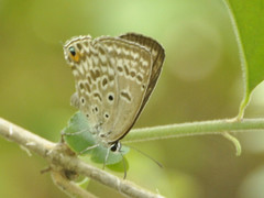 Lepidochrysops plebeia