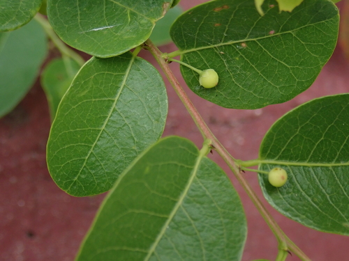 Phyllanthus reticulatus