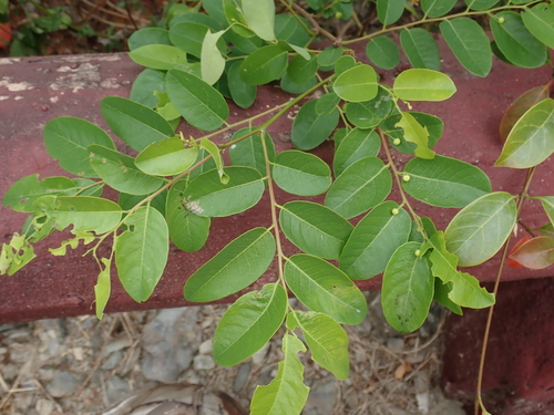 Phyllanthus reticulatus