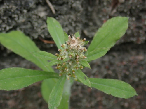 Gamochaeta purpurea