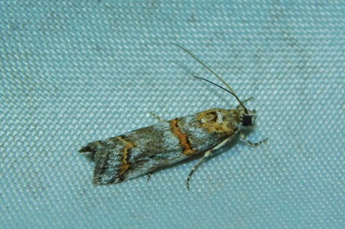 Phycide composite