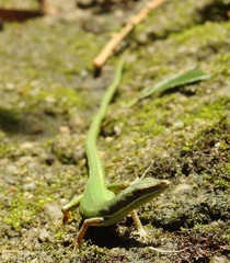 Chung-An Ground Lizard photo 1