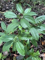 Palicourea racemosa image