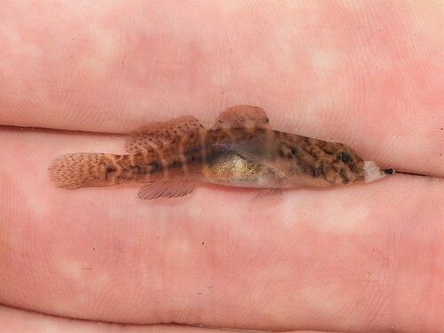 Seaboard goby (Gobiosoma ginsburgi) — Gobiidae — 2