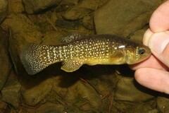 Mummichog photo 3