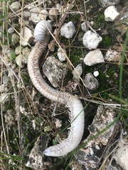 Archispirostreptus syriacus