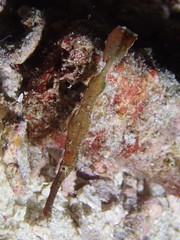 Solenostomus cyanopterus