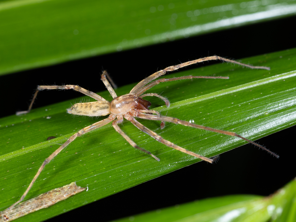 ghost-spiders-from-antonina-state-of-paran-brazil-on-july-3-2023