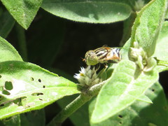 Syrphidae