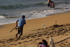 Caranx caninus