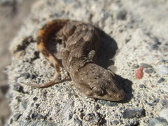 Tarentola boettgeri boettgeri