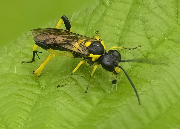 Macrophya alba