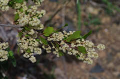 Homalium rufescens