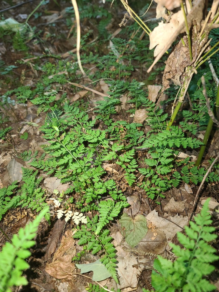 lowland brittle fern from McCurtain County, OK, USA on June 6, 2023 at